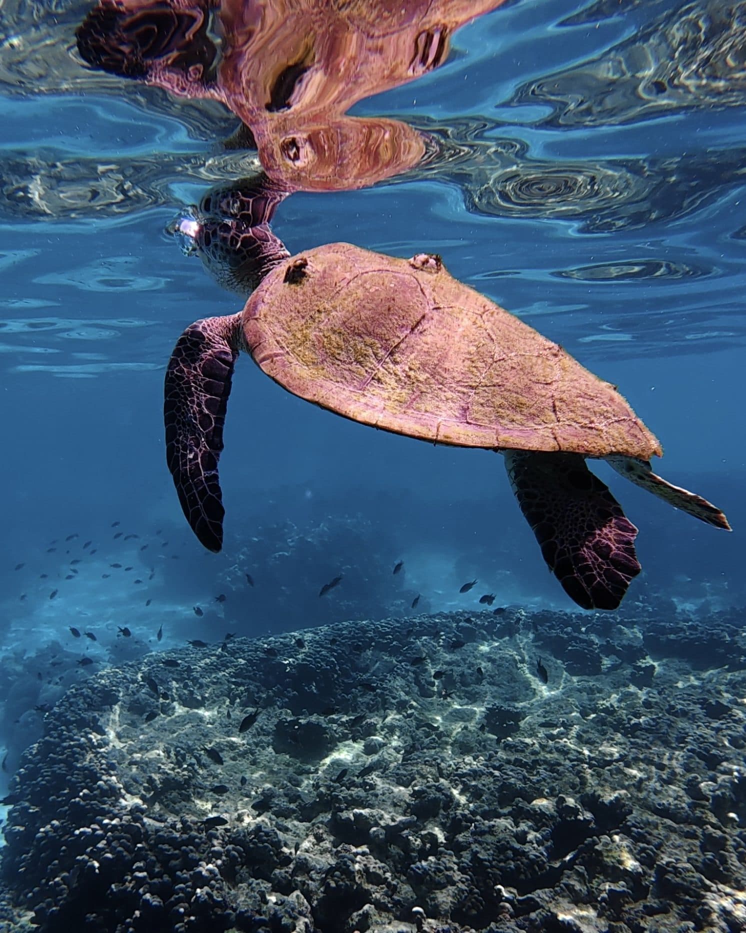 A sea turtle gliding over the reef while snorkelling the Daymaniyat Islands, Oman